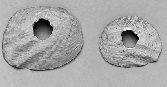 Freshwater mussel shell hoe blades.