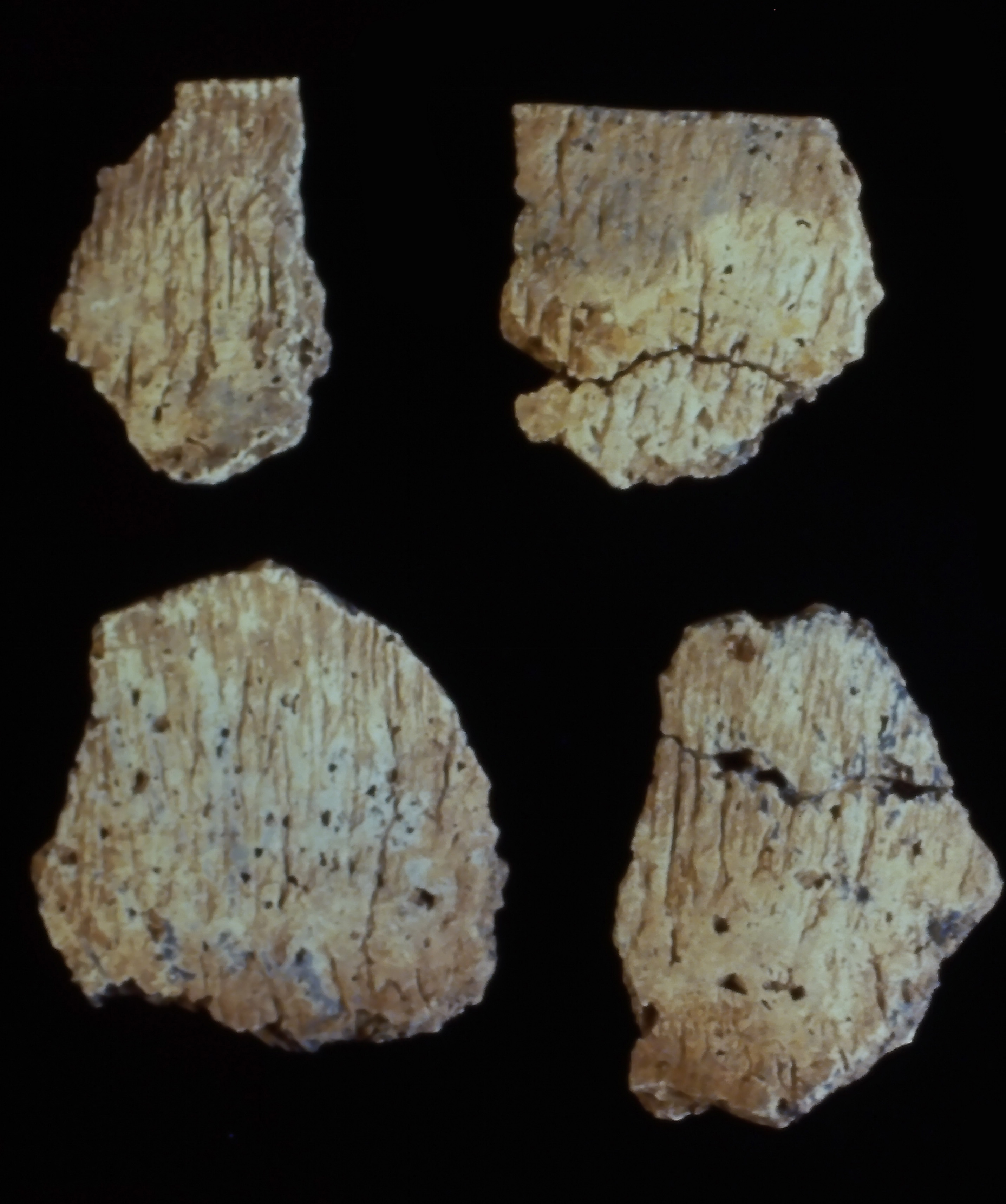 Late Woodland cordmarked jar fragments:  top, rims; bottom, shoulders.
