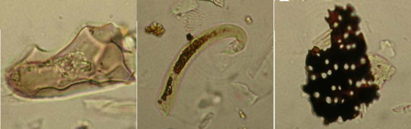 Phytoliths come in varying shapes and sizes:  left, pawpaw; center, bean pods; right, sunflower.