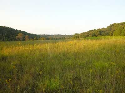  Big Barrens Grassland of Kentucky (photograph by Justin Carlson).